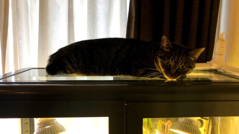 温室で寝る猫