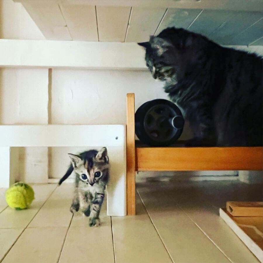 オチヨとテン