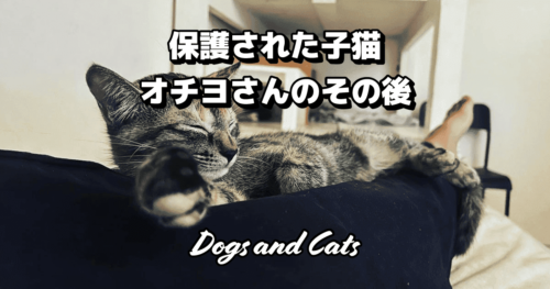 パイプの中から保護された子猫オチヨさんのその後：ストーリーと成長の記録