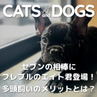 セブンの相棒にフレブルのエイト君登場！多頭飼いのメリットとは？